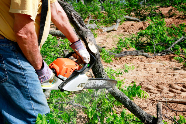 Best Residential Tree Removal  in Hudson, MI